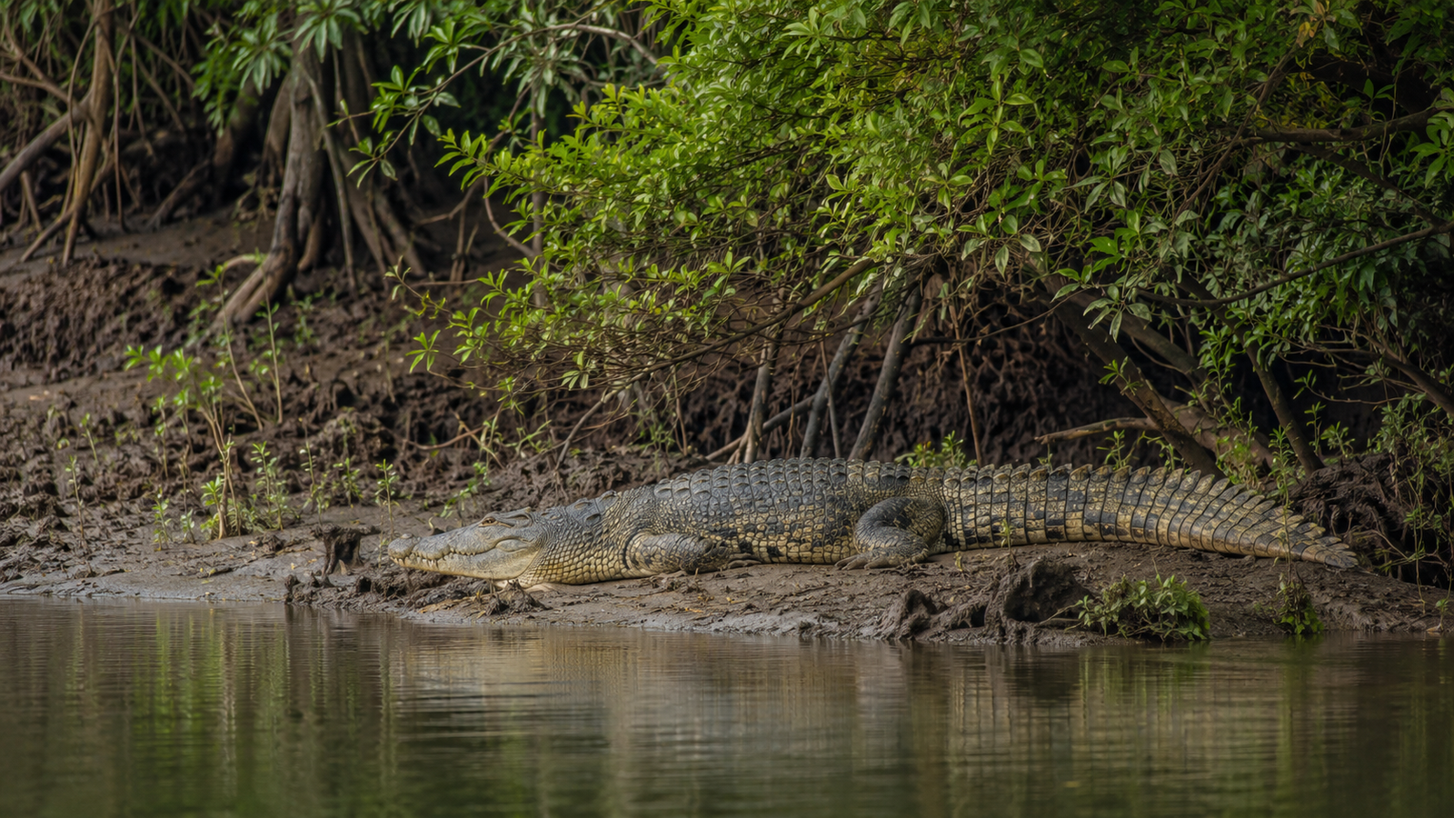Estuarine crocodile in Bhitarkanika National Park during breeding season